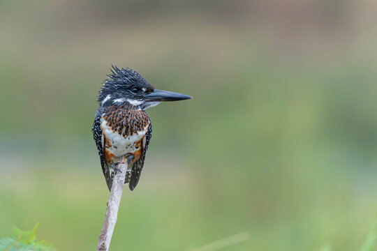 Giant Kingfisher (Megaceryle maxima) fishing around the old ponton bridge in the Olifants river in Kruger Natioanl Park South Africa 