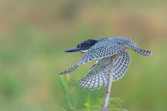 Giant Kingfisher (Megaceryle maxima) fishing around the old ponton bridge in the Olifants river in Kruger Natioanl Park South Africa 