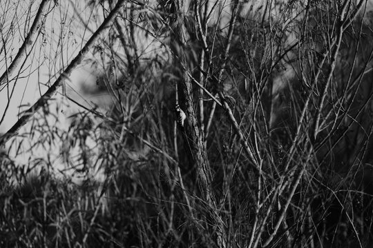 Woodpecker on black willow trees in Texas nature