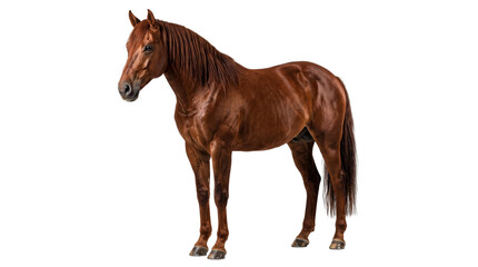 Fototapeta premium Horse standing gracefully against a plain transparent background showcasing its strong physical build completely.