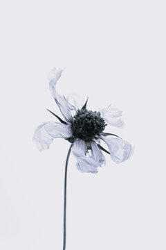 Wilted flower with delicate petals on pale background