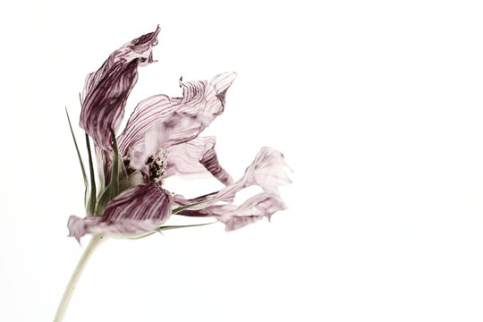 Wilted flower with faded petals on white background