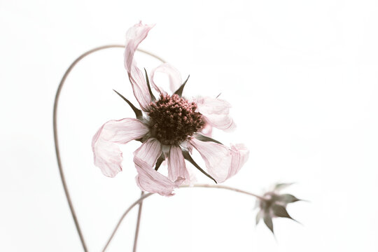 Wilted pink flower with curved stem on white background