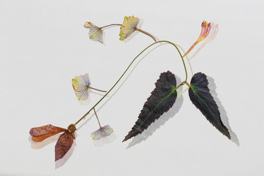 Dried hydrangea and begonia leaves with hosta flower