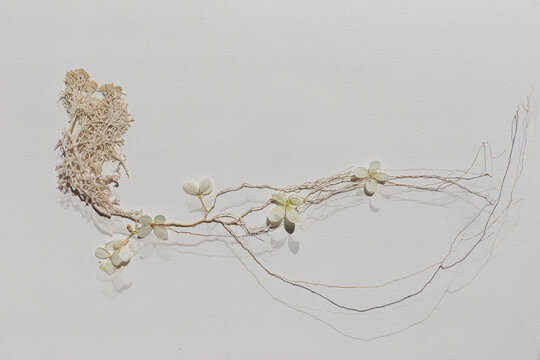 Iceland moss and hydrangea leaf on white background