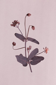Pressed violet and clematis buds on pale pink paper