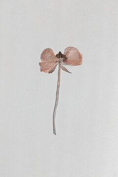 Dried anemone flower on textured paper background