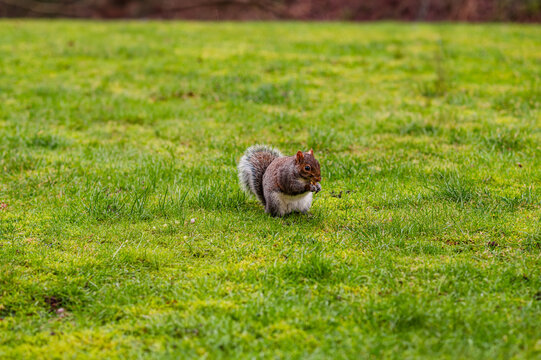 Squirrel foraging on green grass in A quiet park