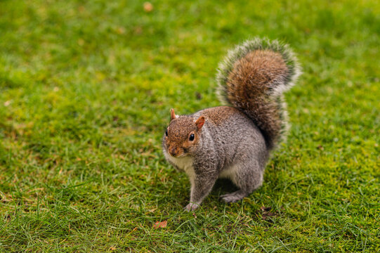 Grey squirrel standing on green grass in a park