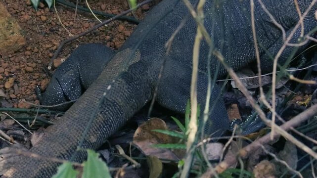 Large wild monitor lizard camouflaged among vines and undergrowth in forest