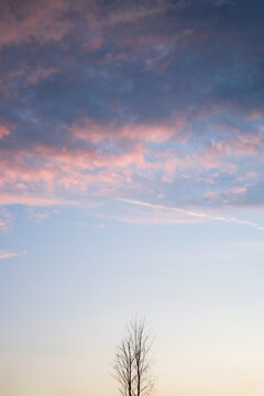 Solitary bare tree beneath pastel autumn sunset sky