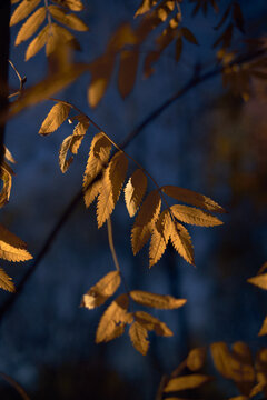 Golden autumn leaves against deep blue forest twilight