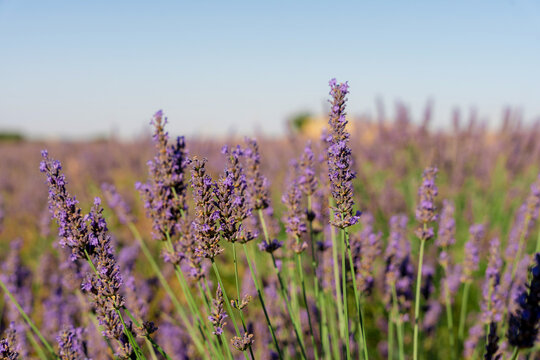 Purple lavender flower field under clear blue summer sky
