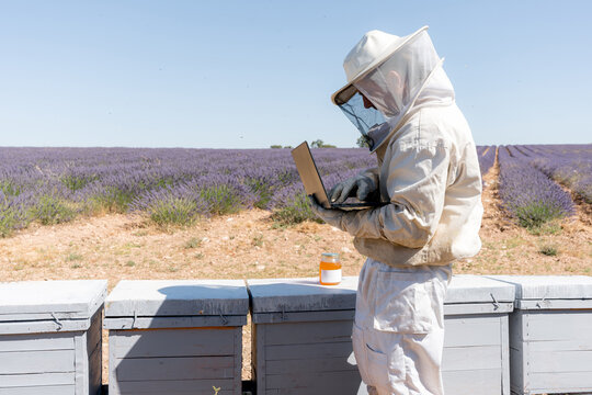 Beekeeper inspect hive with laptop in lavender field