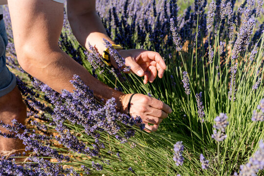 Hands among lavender flowers in A sunlit summer garden