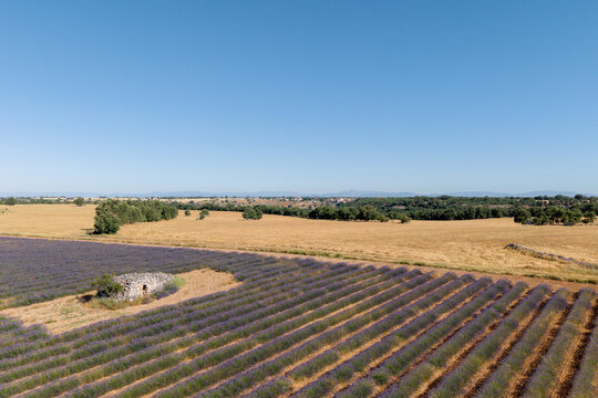 Aerial view of lavender field beside golden farmland