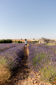 Man walk through lavender field beside dry stone wall