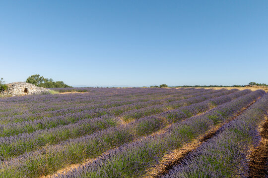 Lavender field rows under clear blue summer sky