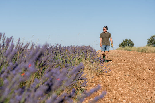 Man walk beside lavender field on rural dirt path