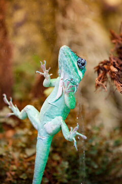 Green Anolis carolinensis lizard on glass in zoo enclosure