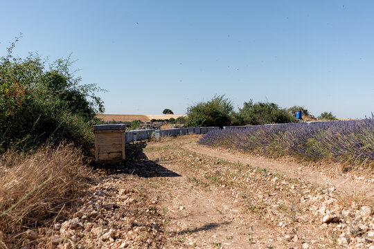 Beehive row beside lavender field under clear blue sky
