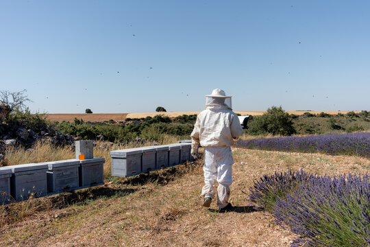 Beekeeper tend hives beside lavender in a rural apiary