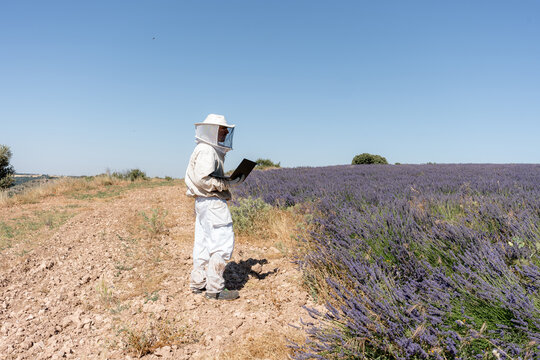 Beekeeper inspect lavender field with laptop under blue sky