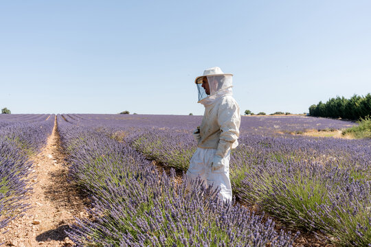 Beekeeper inspect lavender field under clear summer sky
