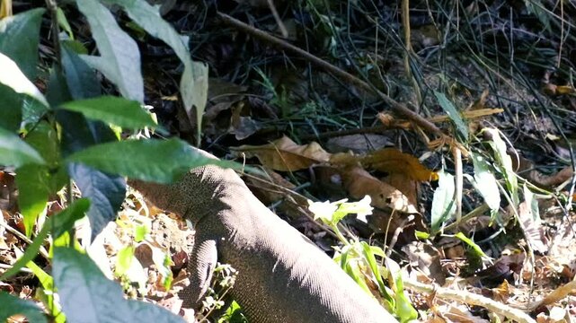 Wild Bengal monitor lizard neck and back crawling through forest undergrowth closeup