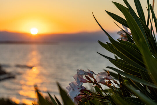 Sunset over the Aegean Sea with oleander flower