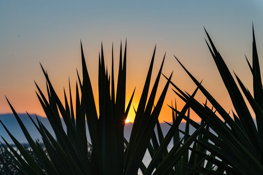 Sunset over Aegean Sea framed by agave leaf silhouettes