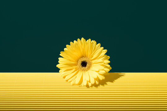 Yellow gerbera flower against dark green background