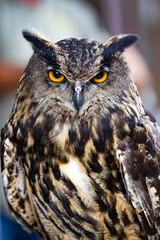 Fototapeta premium Eurasian eagle-owl (Bubo bubo), Austria
