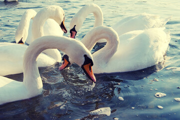 Mute swans Cygnus olor on the Alte Donau in Vienna, Austria © 2xwilfinger
