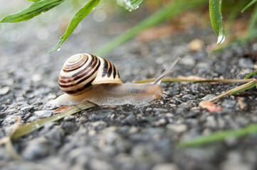 Cepaea hortensis snail in Laaer Wald, Vienna, Austria © 2xwilfinger