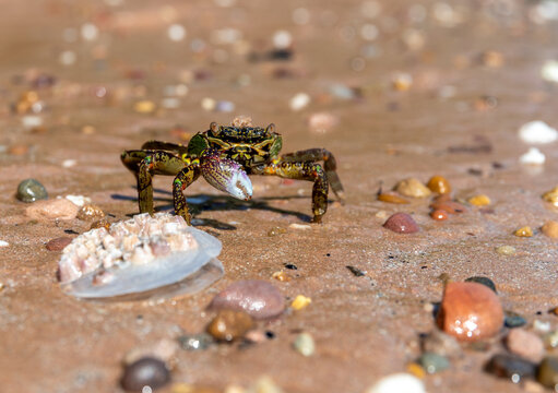 Macro close-up of a sea crab crawling on a sandy beach shore with seashells and colorful pebbles in Thailand