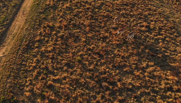 Aerial view of giraffes walking through the dry savanna wilderness at sunset in Kruger Park, Mpumalanga, South Africa.