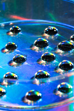 Macro view of water droplets in a petri dish