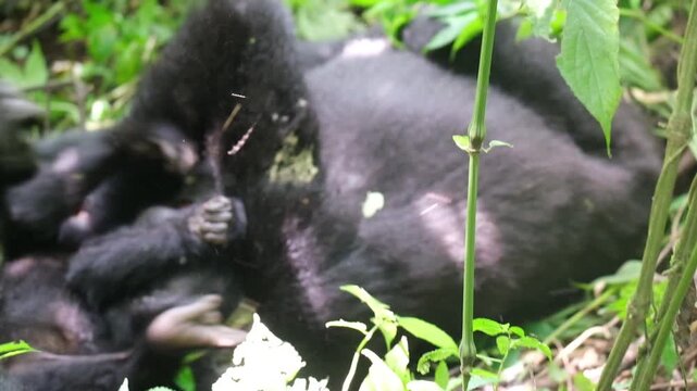 Video  of baby mountain gorilla playing with gorilla group in Bwindi Impenetrable Rainforest, Uganda, Africa