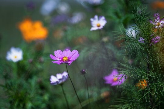 Colorful cosmos flowers blooming in the garden with blurred background.