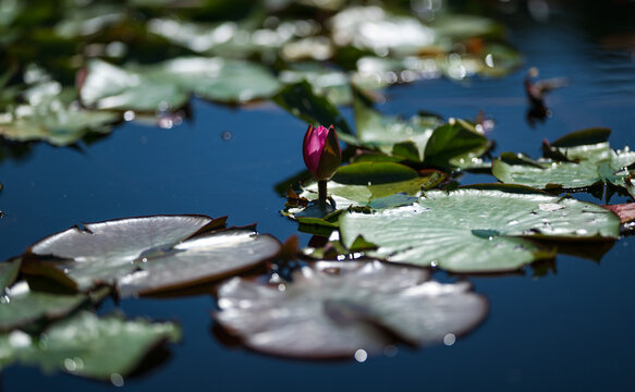 Waking lotus flower among the leaves, with its first petals beginning to open