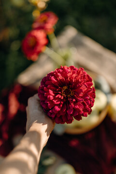 Hand holding red zinnia flower in summer garden