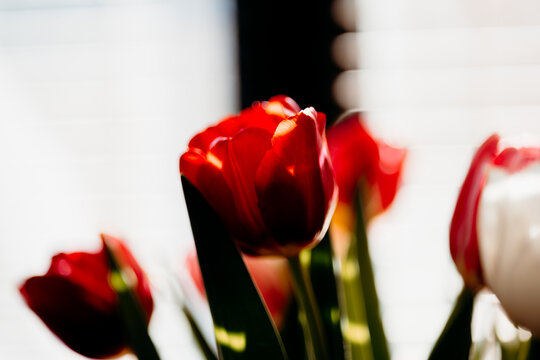 Red tulip macro with soft focus and natural backlight