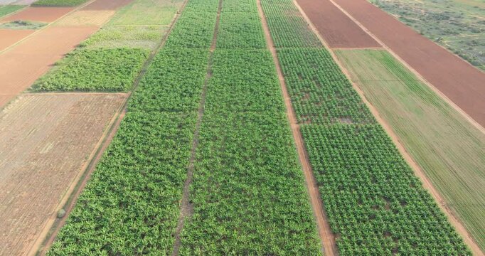 Aerial View of Crop Plantations, Carnarvon Western Australia, 4K Drone