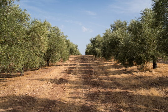 Olive grove landscape in Mediterranean organic farmland