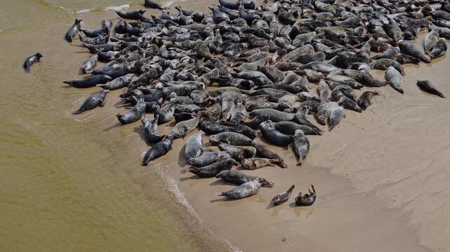 Aerial view of seal colony on sandy beach in Poland.