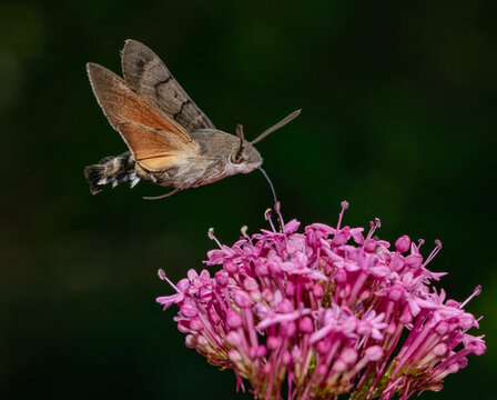 Hummingbird hawk-moth feeding on red valerian flower