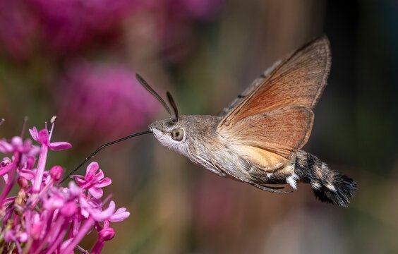Hummingbird hawk-moth hover to feed on red valerian