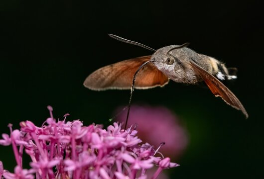 Hummingbird hawk-moth feed on red valerian flower