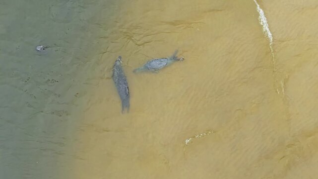 Aerial view of seals swimming in shallow water, Poland.